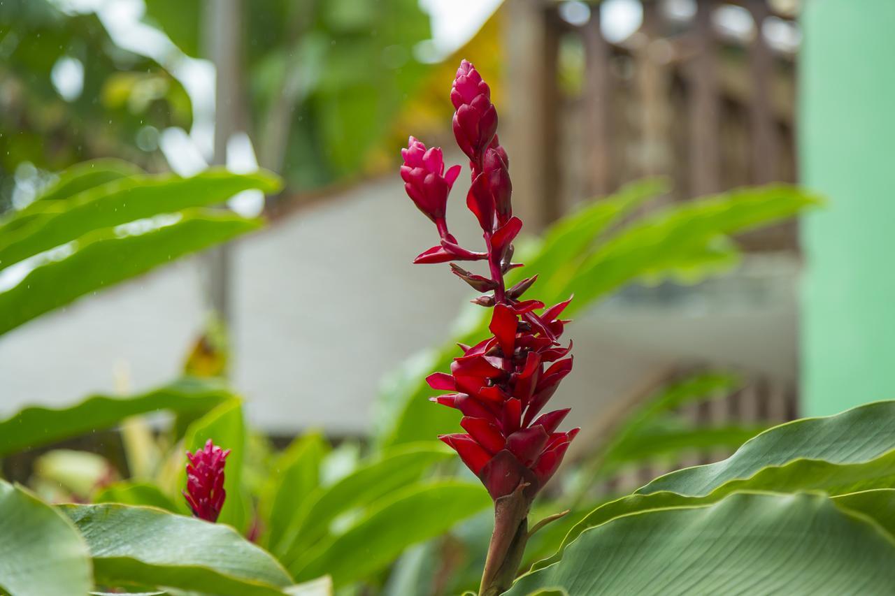Pousada Camila Paraty Ngoại thất bức ảnh